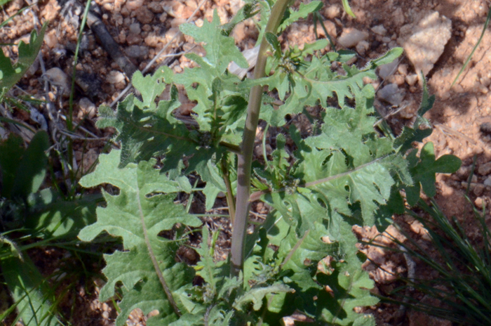 California Mustard has both basal and stem leaves. The lower basal leaves soon wither. The leaves are lanceolate to oblong or oblanceolate. Caulanthus lasiophyllus California Mustard has both basal and stem leaves. The lower basal leaves soon wither. The leaves are lanceolate to oblong or oblanceolate. Caulanthus lasiophyllus